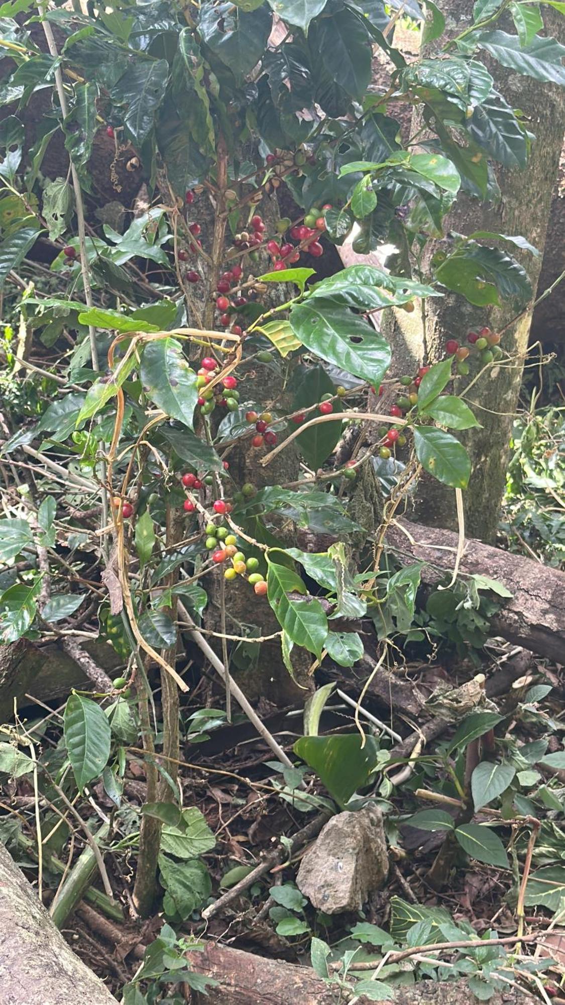 Cabanas Roca Verde Monteverde Zewnętrze zdjęcie